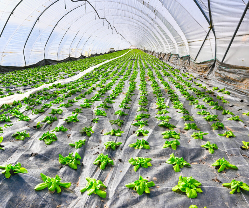 Tarpaulin Applications in Agri Commodities and Distilleries